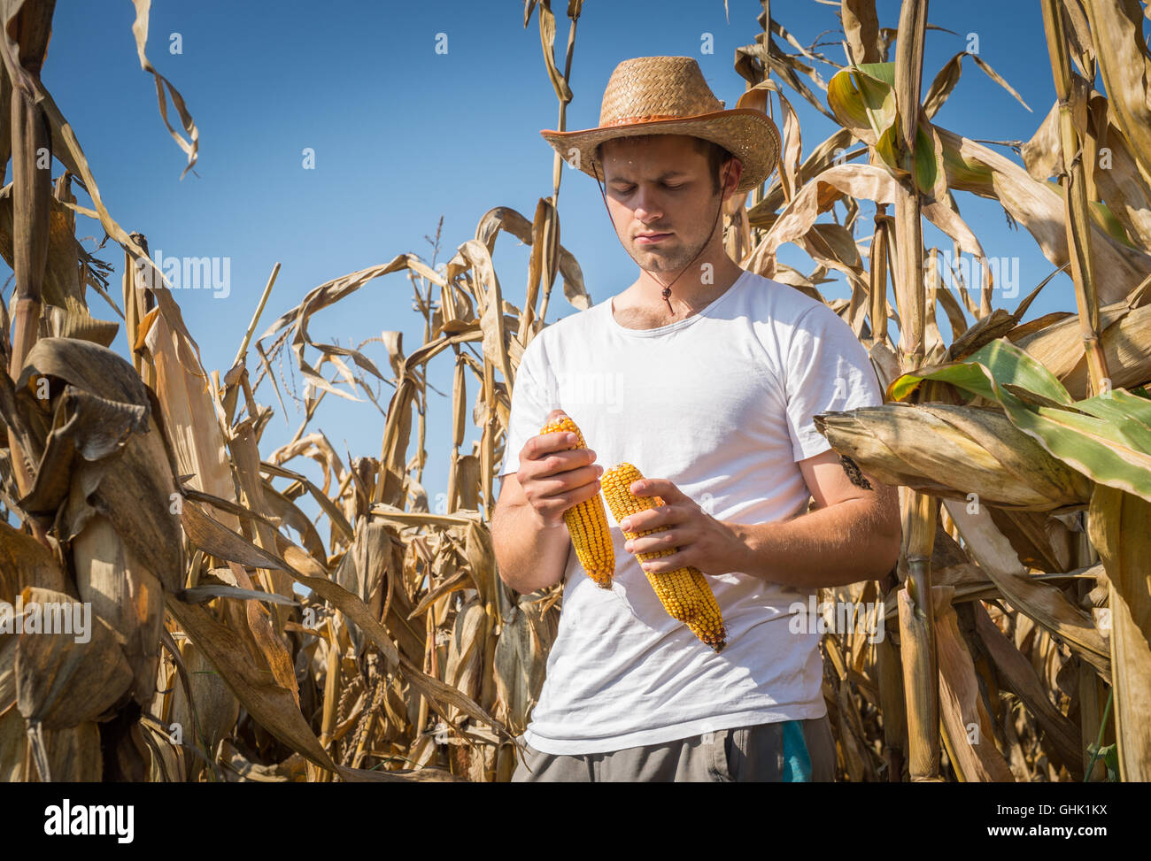 Agriculturist in field of corn Stock Photo
