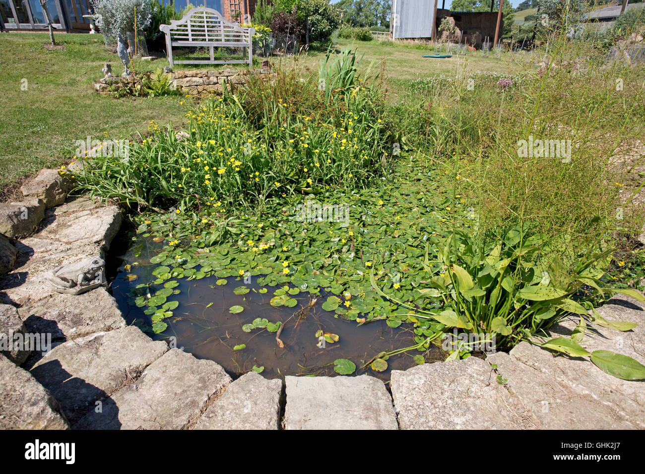 Wild garden pond with lilies and other water plants in lower garden of ecohouse Mickleton UK Stock Photo