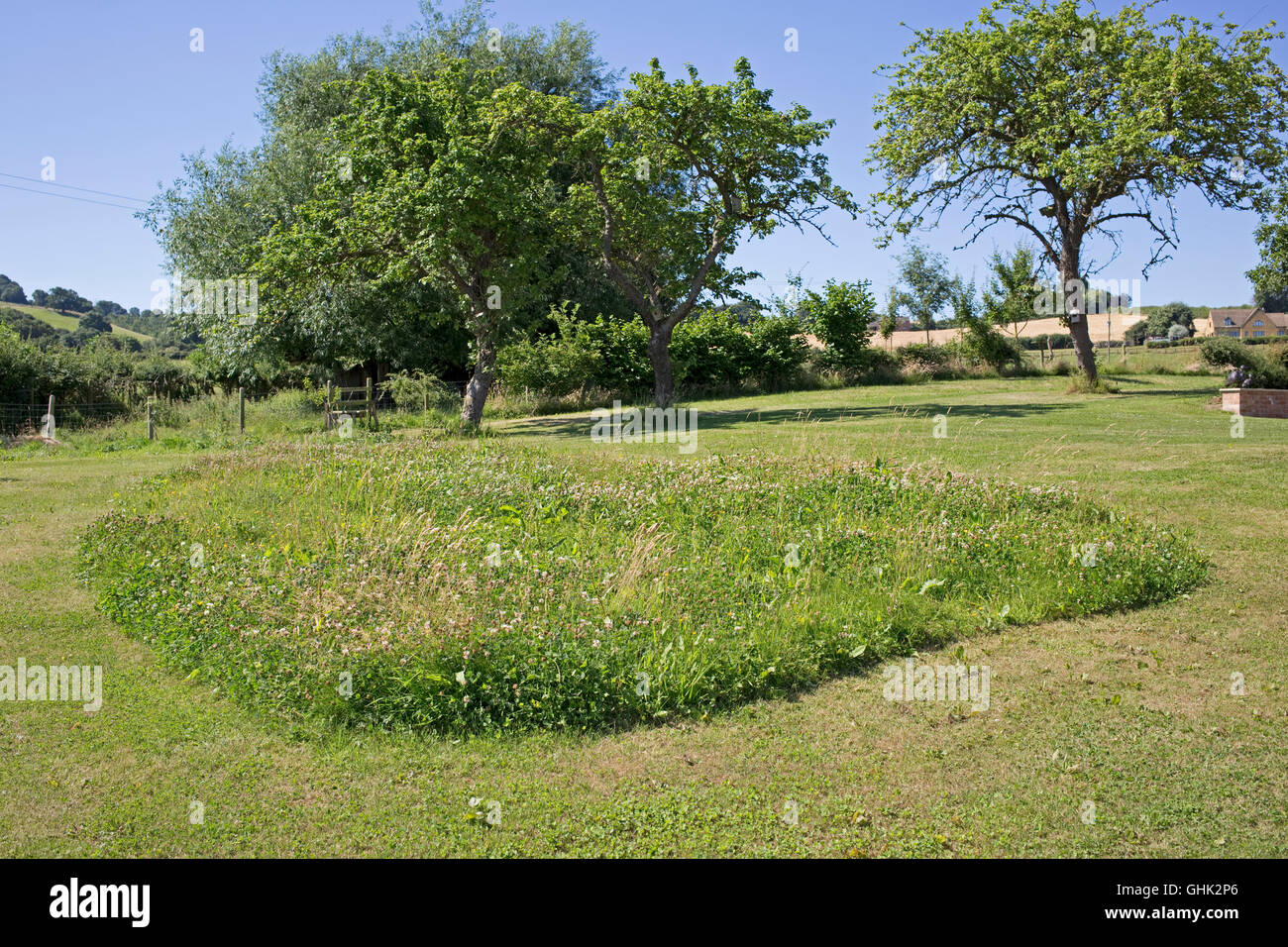 Wild grass area left in lawn for bees UK Stock Photo