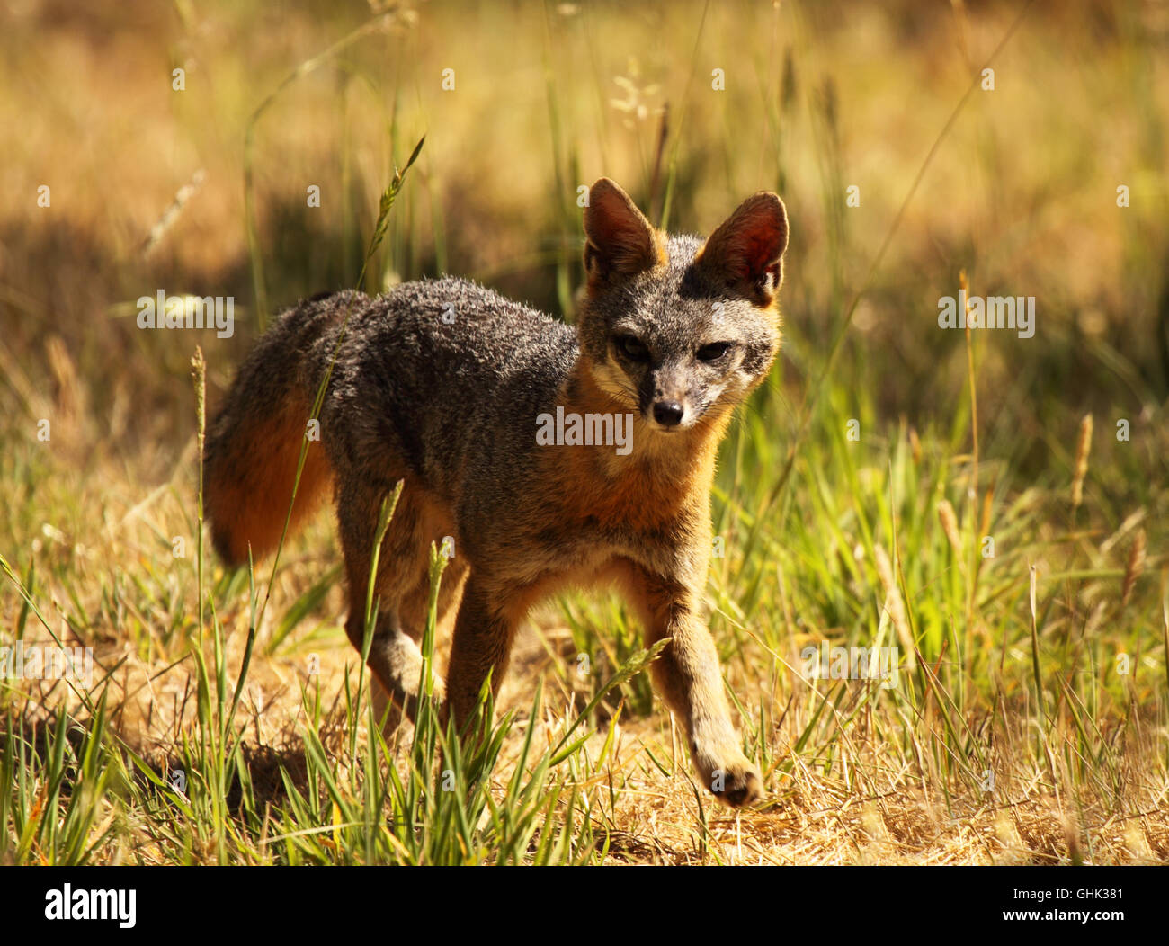 A Gray Fox running through a field Stock Photo Alamy