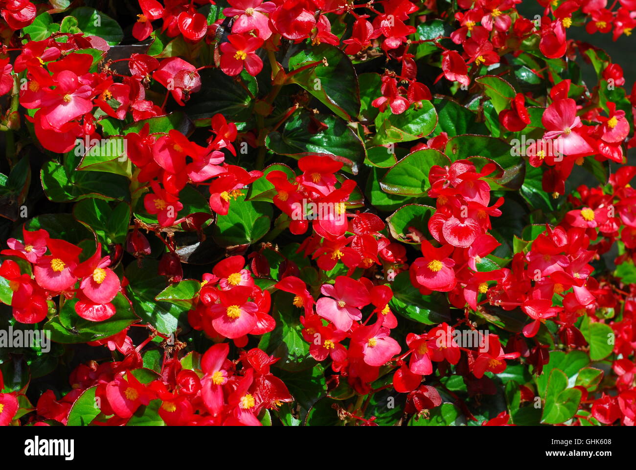 Begonia, begonia semperflorens, blossom gegonia Stock Photo