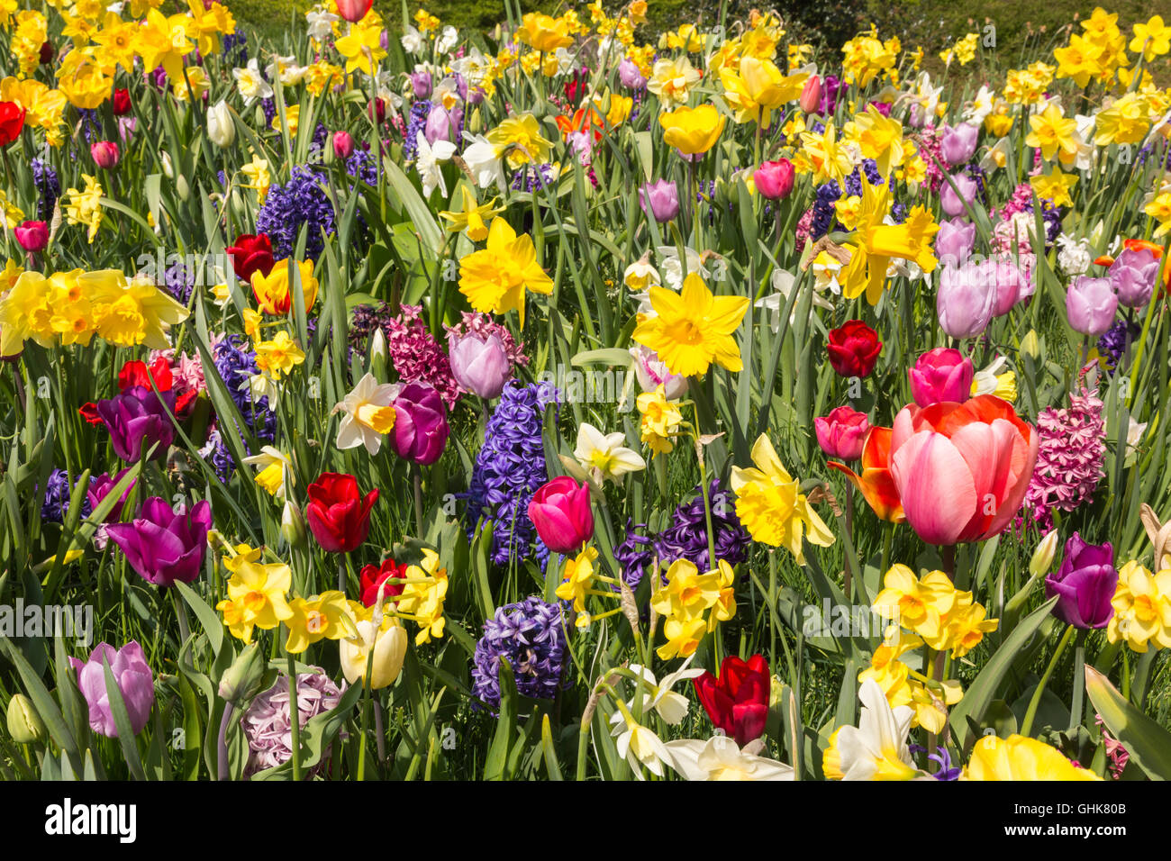 Colorful spring flowers Stock Photo - Alamy