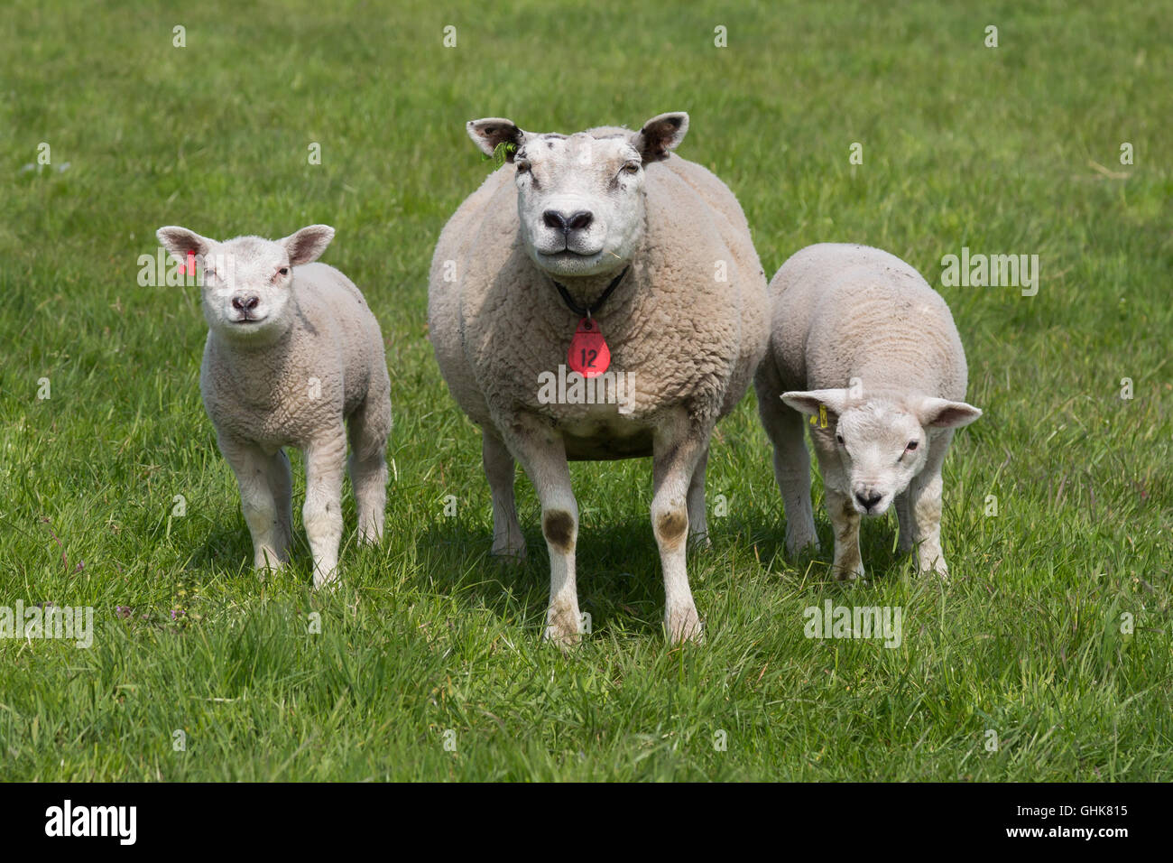 Mother sheep and her two lambs in spring, The Netherlands Stock Photo ...