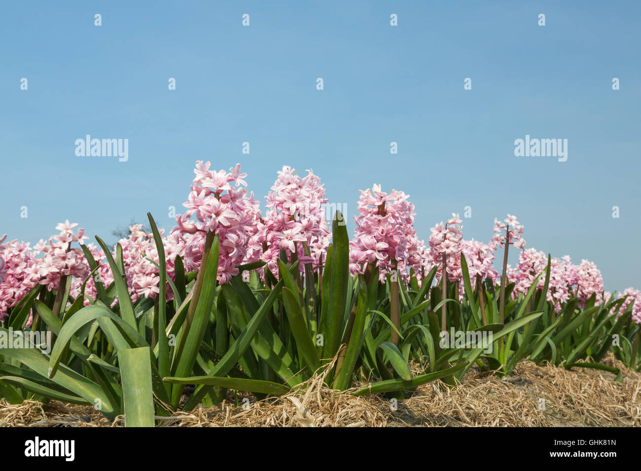 Dutch flower field with pink hyacinth in Lisse, The Netherlands Photo ...