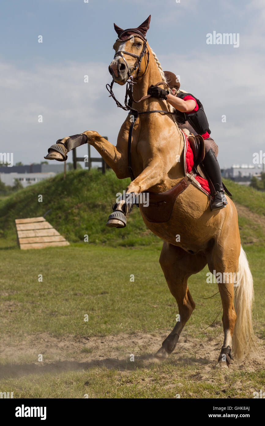 Horse Bucking High Resolution Stock Photography and Images Alamy