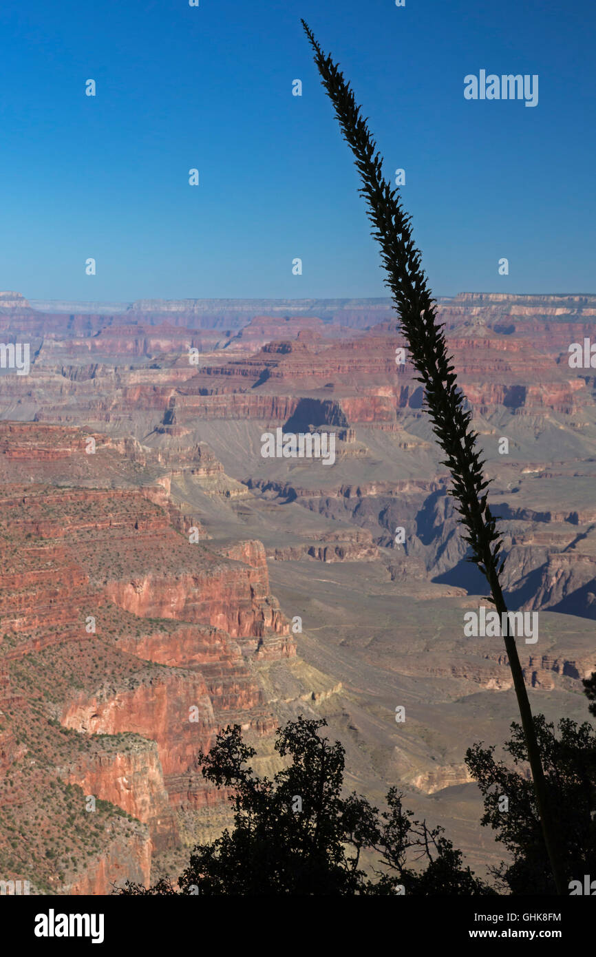 Grand Canyon National Park, Arizona - A century plant growing along the South Kaibab Trail. Stock Photo