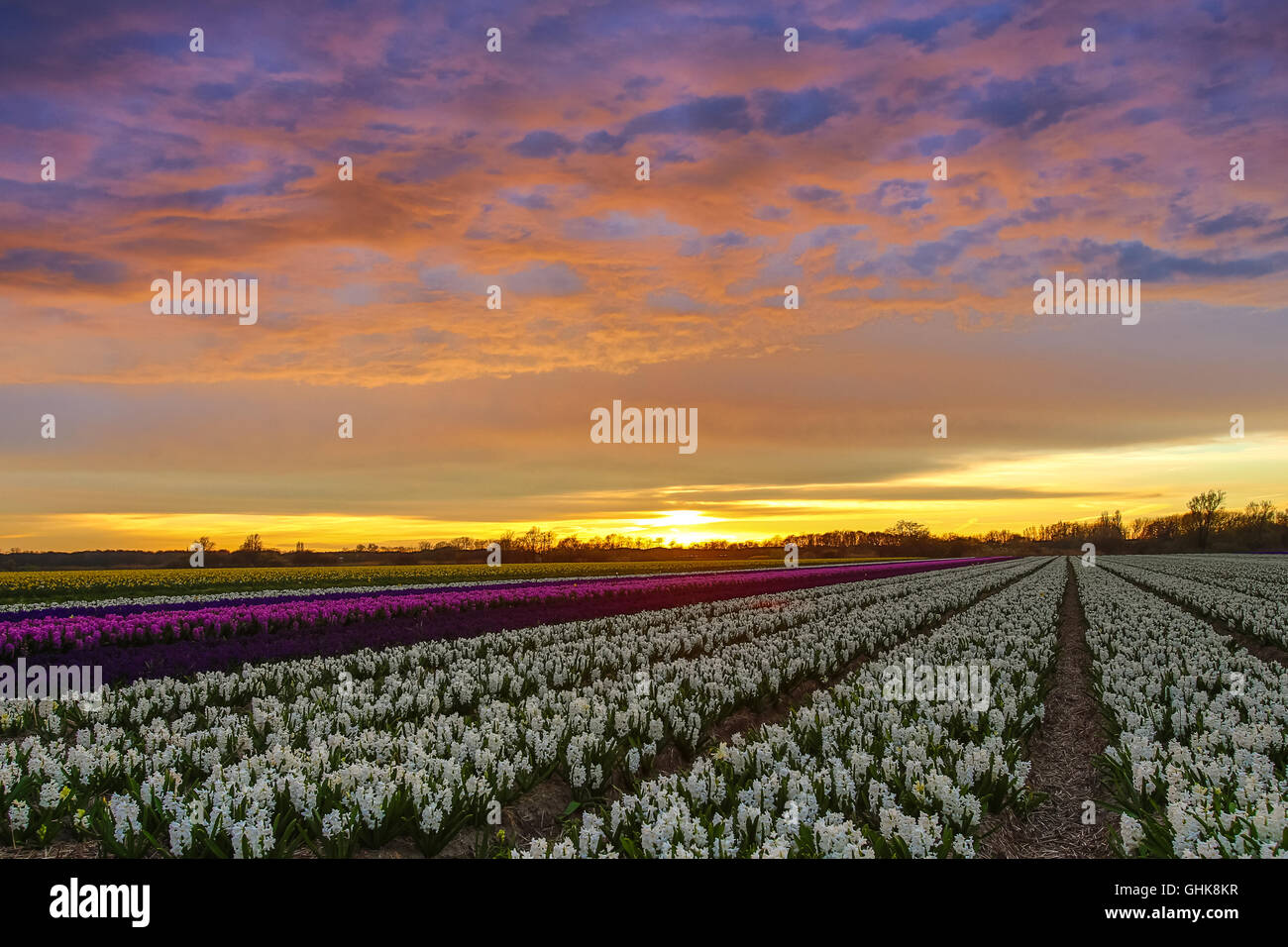 Sunset over a dutch flower field with white and purple hyacinths near ...