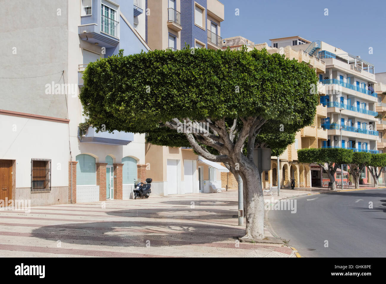 Topiary trees in the street Roquetas de Mar, Costa Almeria, Spain. Andalusia. A Resort enjoyed by the Spanish. Stock Photo