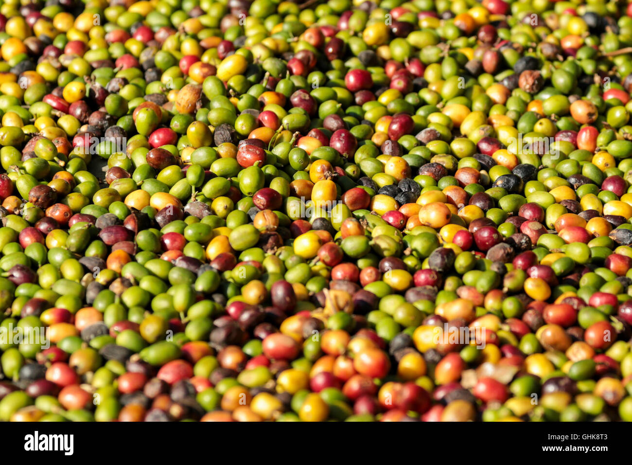 Coffee beans spread on the ground Stock Photo