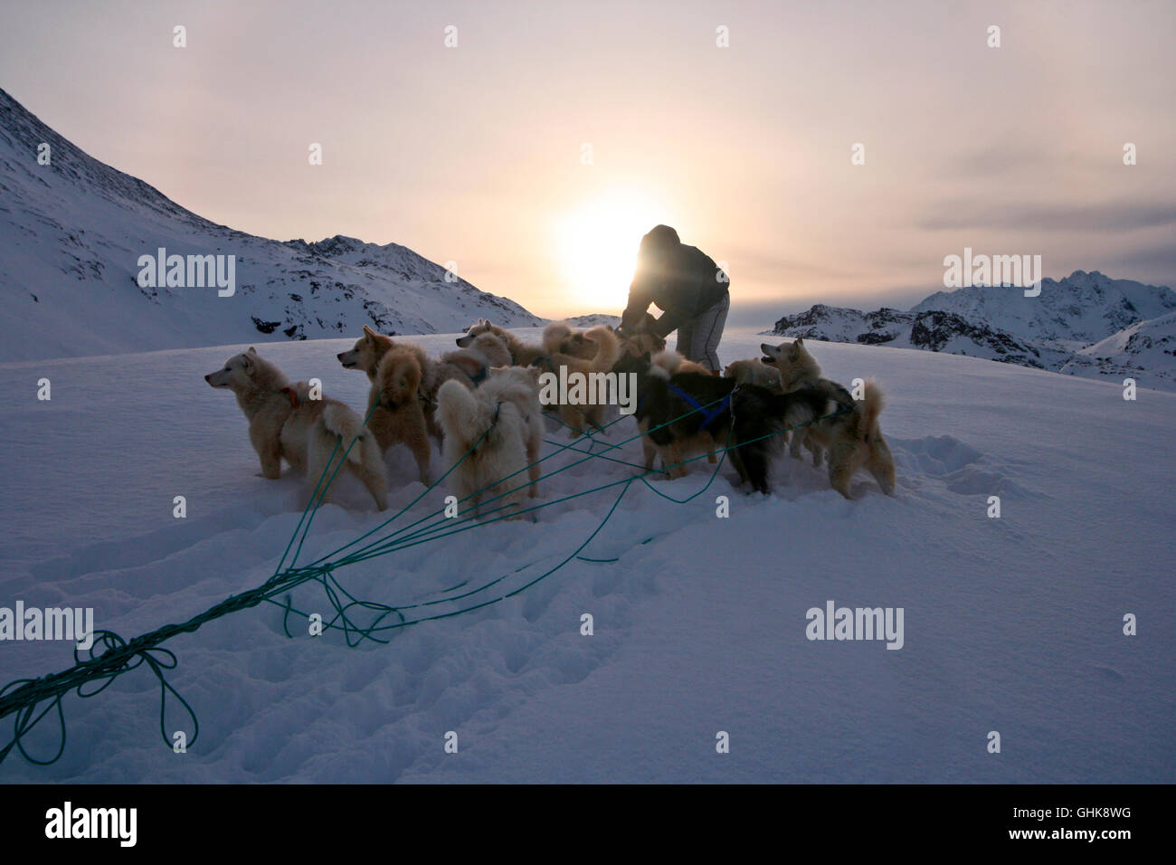 Eskimo with sled and dogs. Greenland Stock Photo Alamy