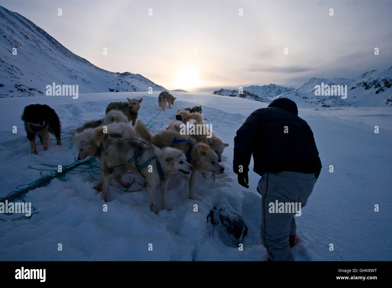 Eskimo with sled and dogs. Greenland Stock Photo Alamy
