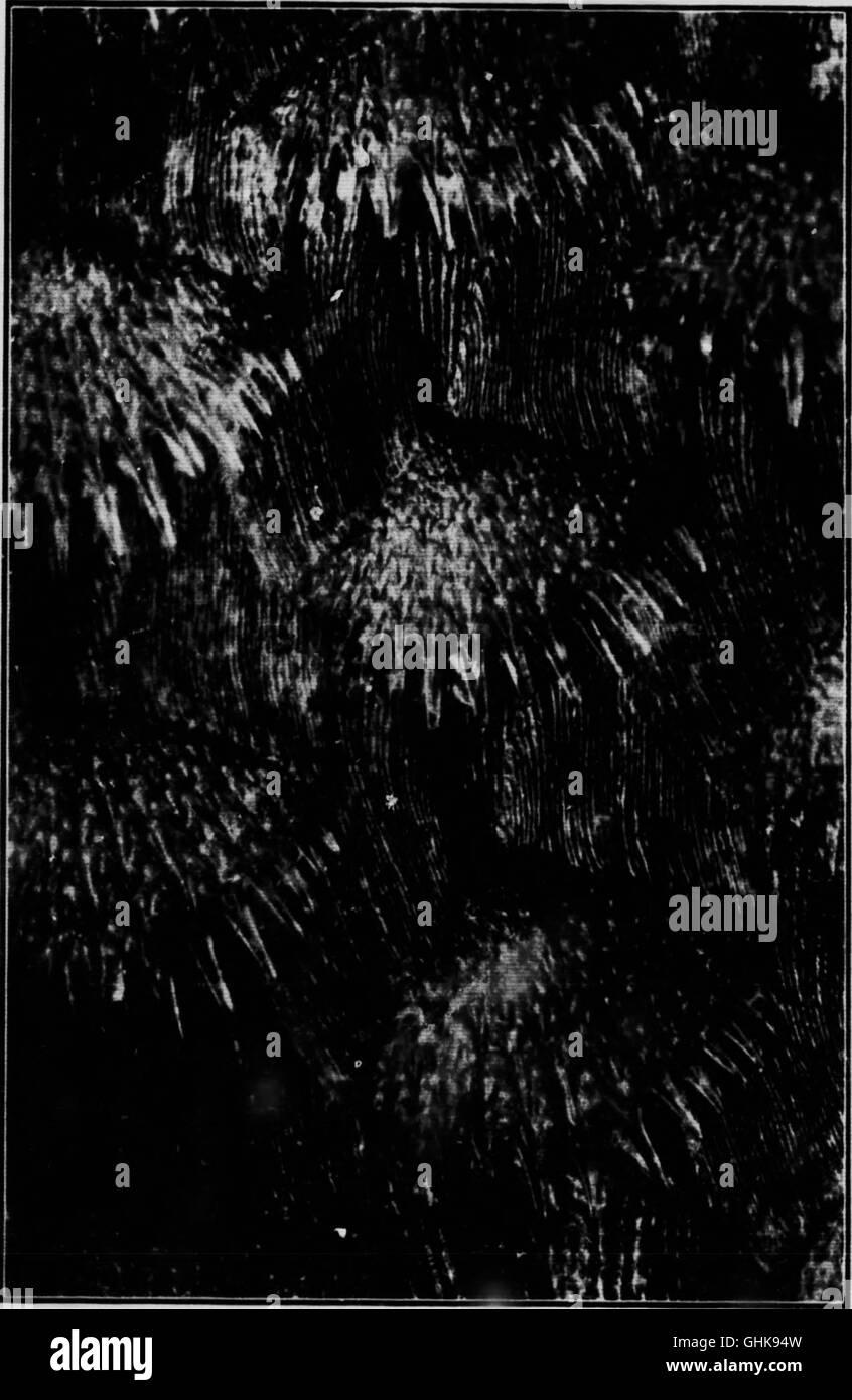 Antique microscope Black and White Stock Photos & Images - Alamy