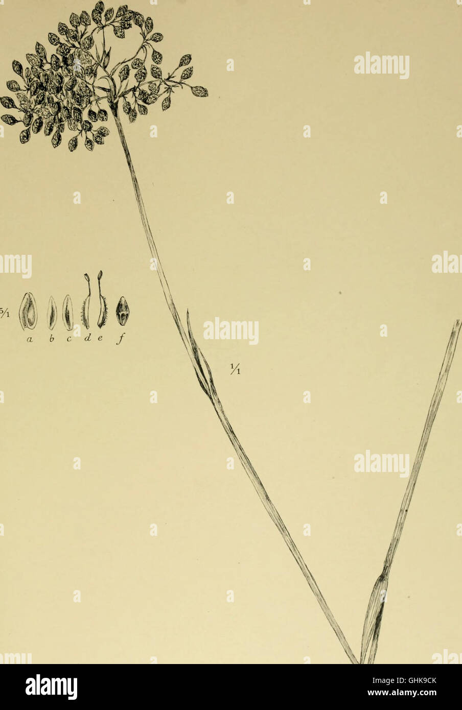 Nova Guinea résultats de l'expédition scientifique néerlandaise à la