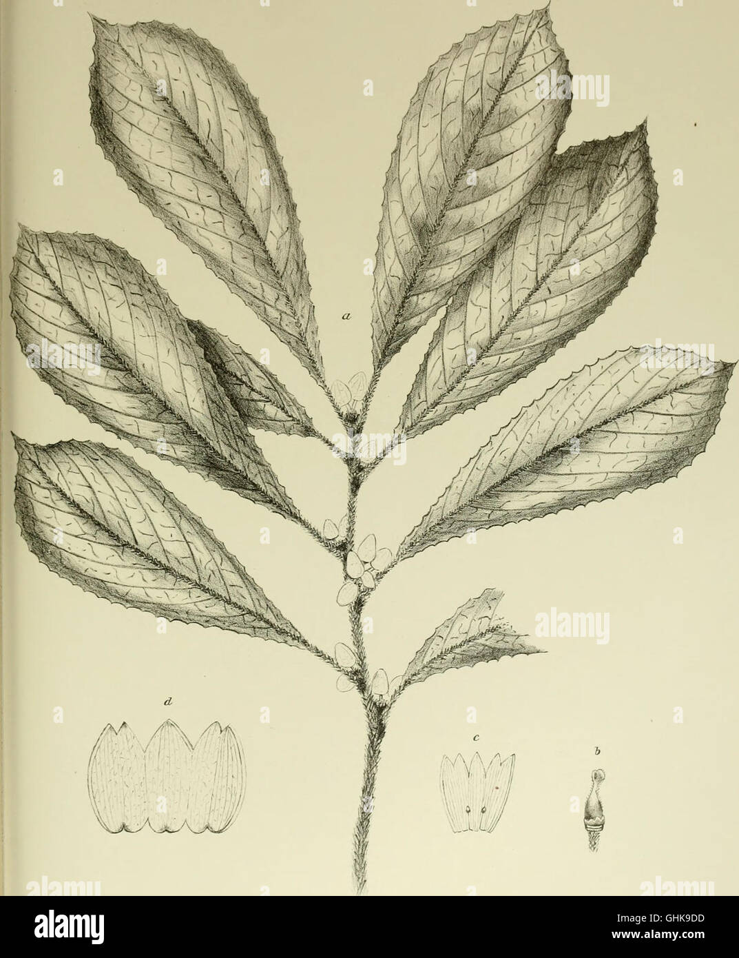 Nova Guinea résultats de l'expédition scientifique néerlandaise à la