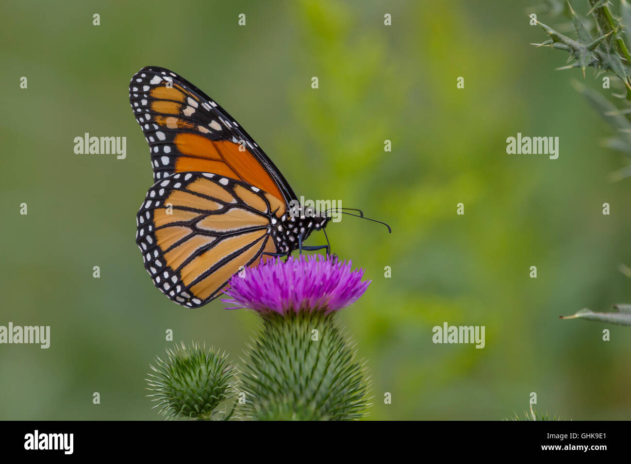 Monarch butterfly thistle hi-res stock photography and images - Alamy