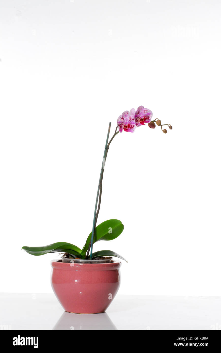 Purple Phaleanopsis Orchid on white background Stock Photo