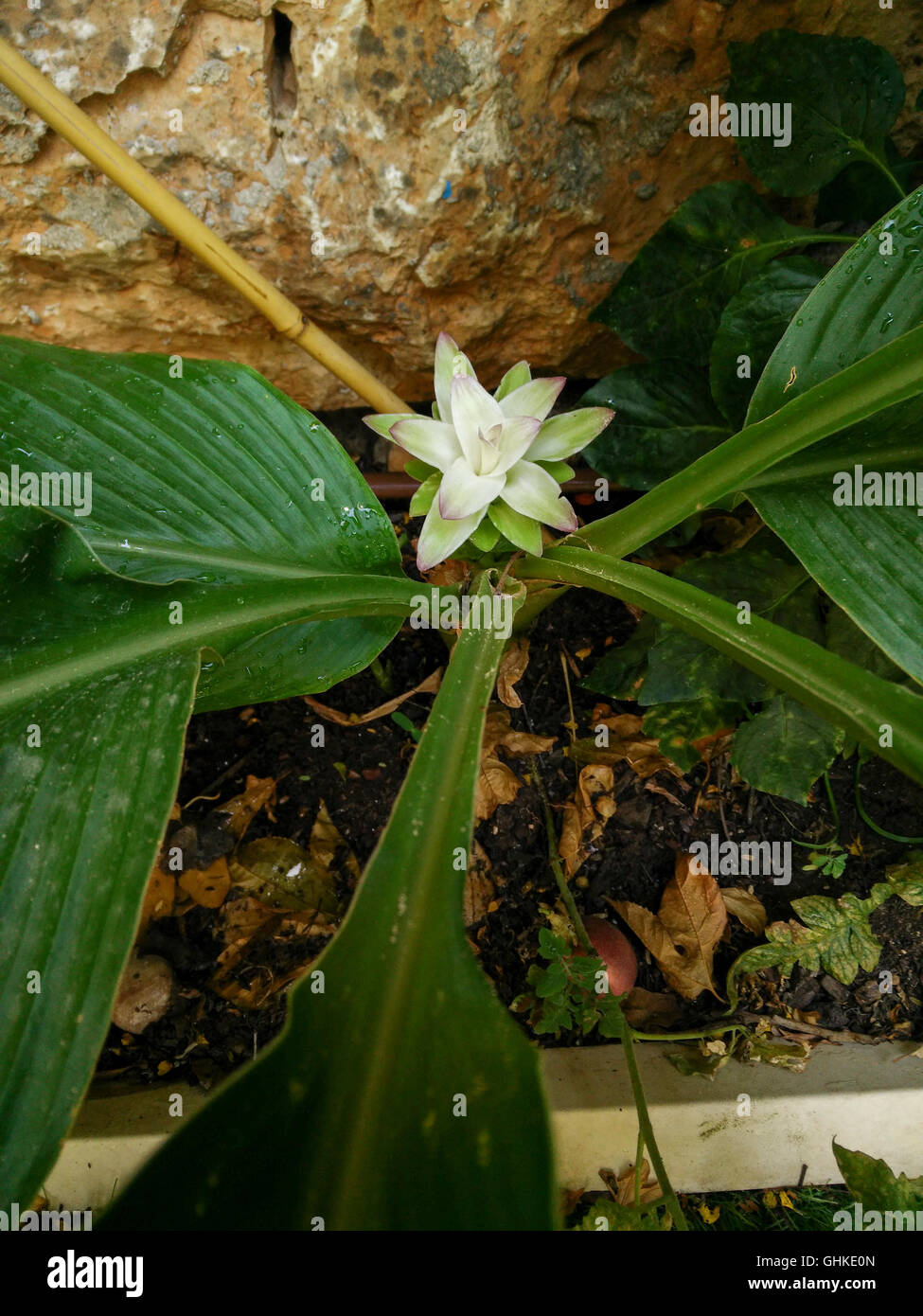 Flowering Turmeric (Curcuma longa)  The rhizome (root) of this plant is used to make a culinary spice. Stock Photo