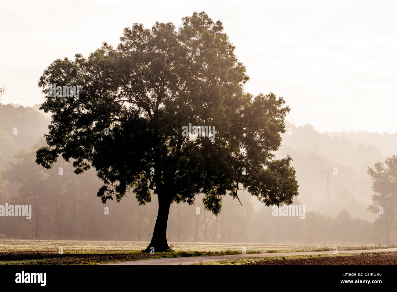 Tree silhouette in foggy morning Stock Photo
