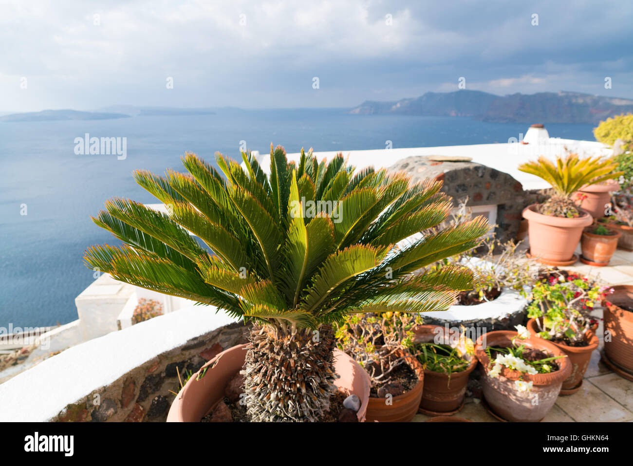 Palm in pot over the sea in greek islands santorini, oia Stock Photo