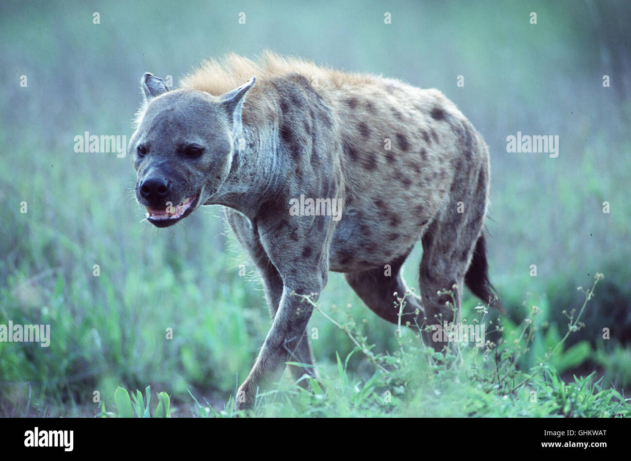 Die Dokumentation zeigt, daß HYÄNEN (Foto), allgemein als Aasfresser bekannt, viel besser sind als ihr Ruf. Forscher haben herausgefunden, daß Hyänen zu den am meisten mißverstandenen Tieren überhaupt gehören und in Wahrheit emsige Jäger sind. aka. The Scavengers Tale Stock Photo