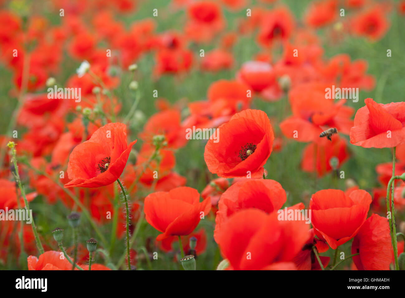 Poppy fields hi-res stock photography and images - Alamy