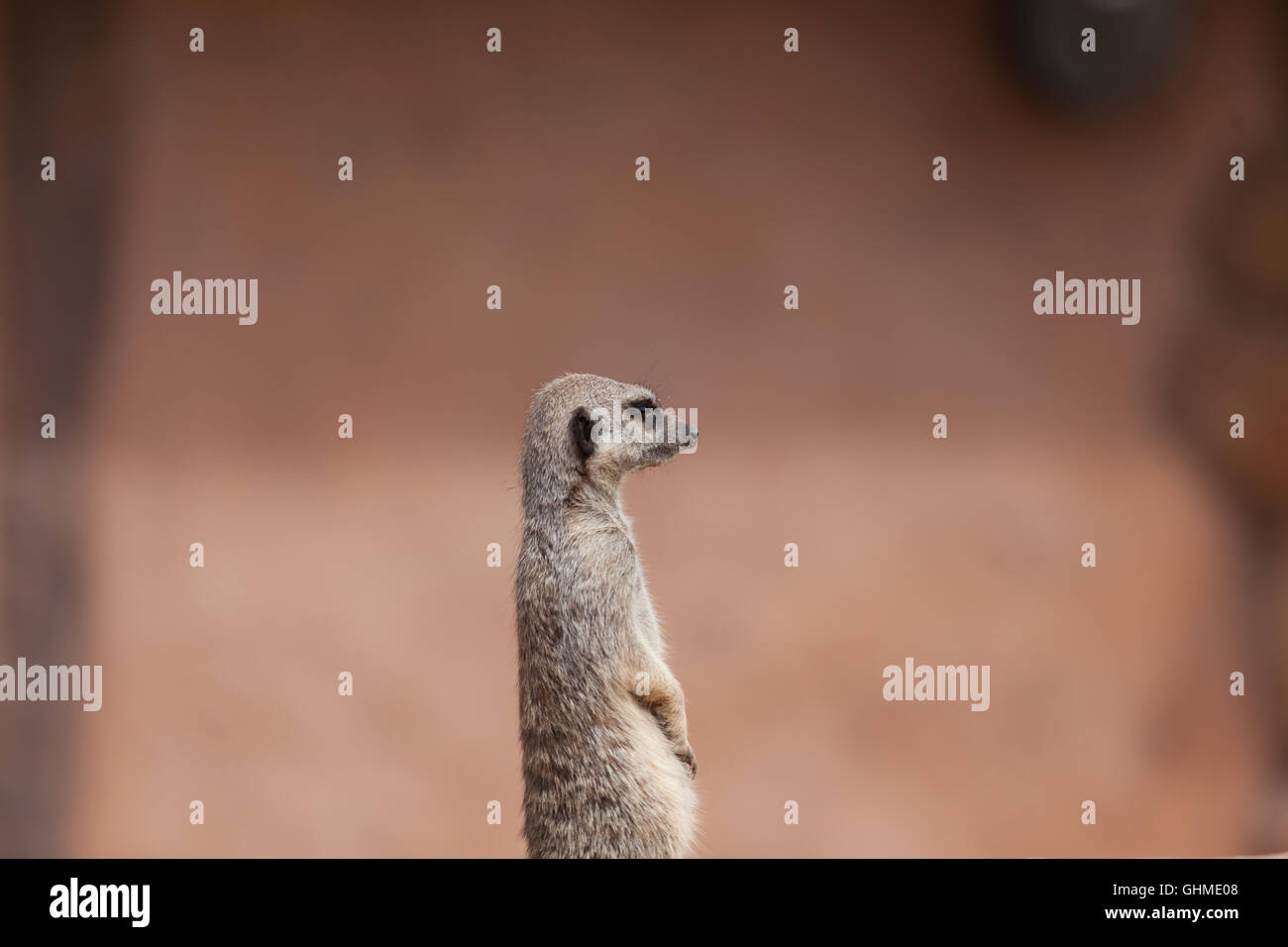 Meerkat bwown cute cuddly meercat safari Stock Photo