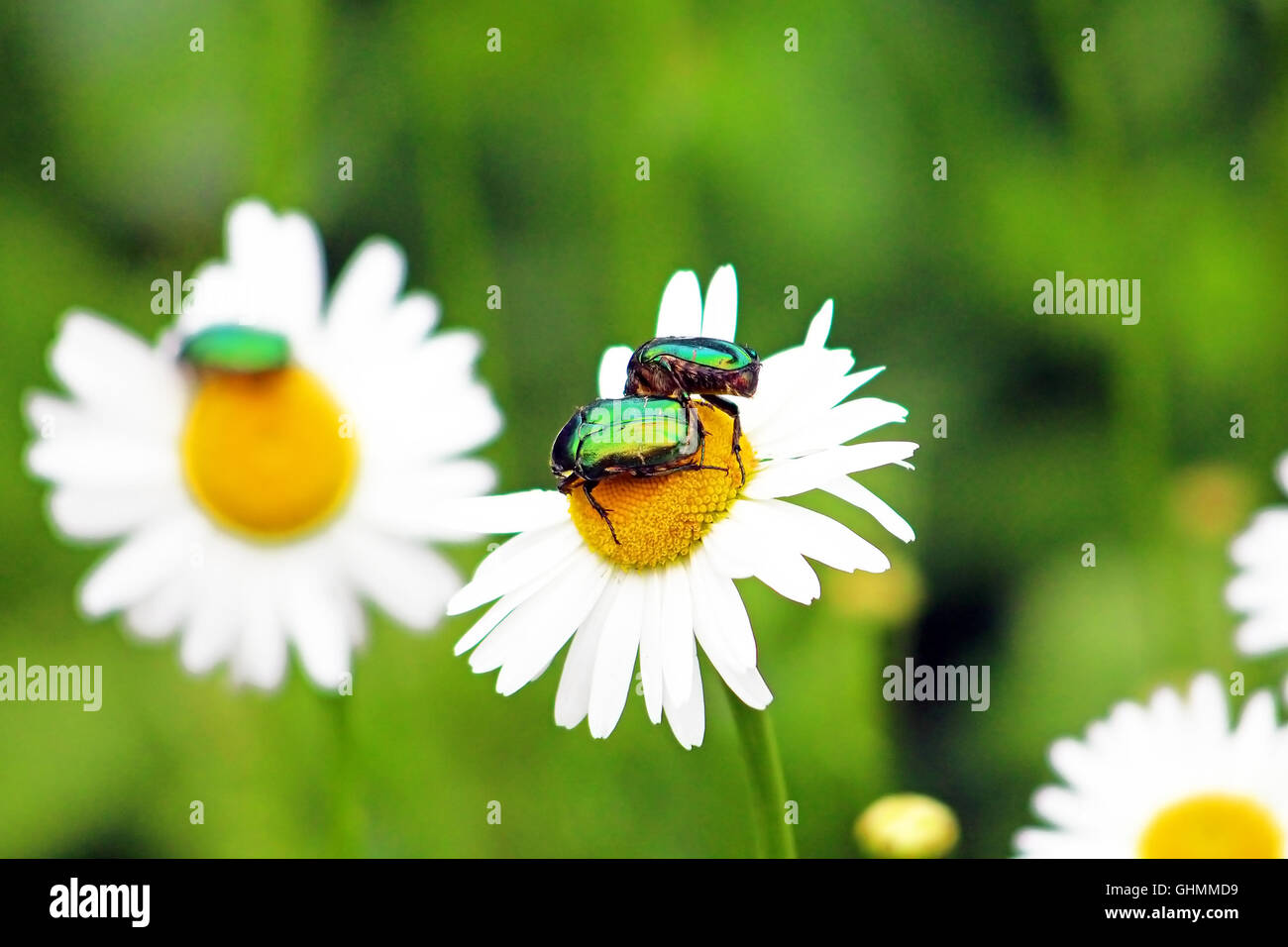 Two bugs (Cetonia aurata) on chamomile in the garden Stock Photo Alamy