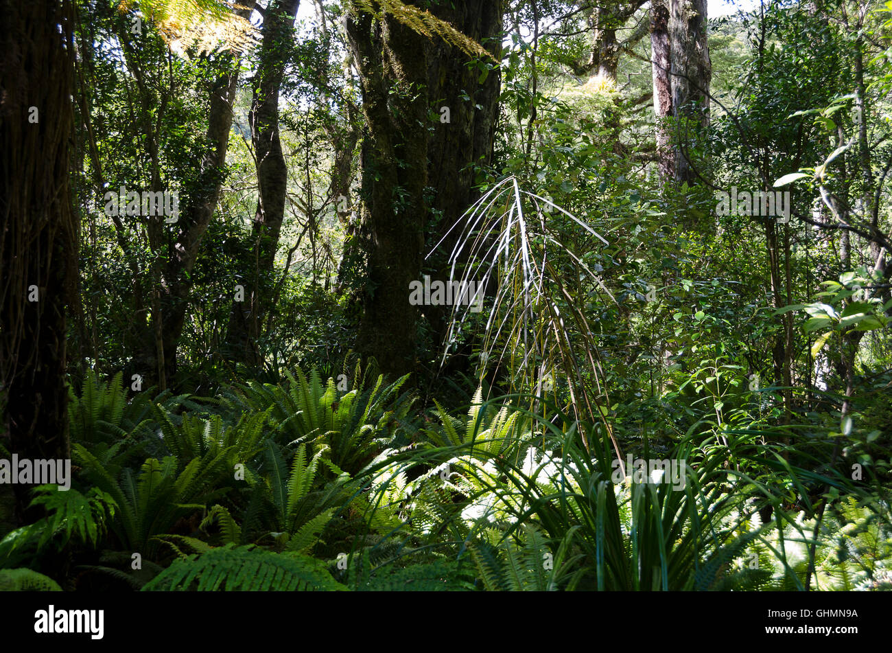 Lancewood tree, Holdsworth, Wairarapa, North Island, New Zealand Stock Photo