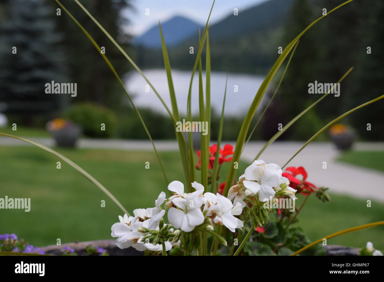 White and Red Flowers in front of a lake Stock Photo - Alamy