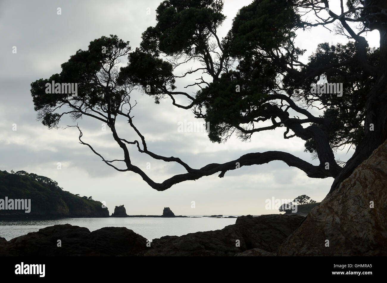 Pohutukawa tree on cliff, Bland Bay, Whangaruru,  North Island, New Zealand Stock Photo