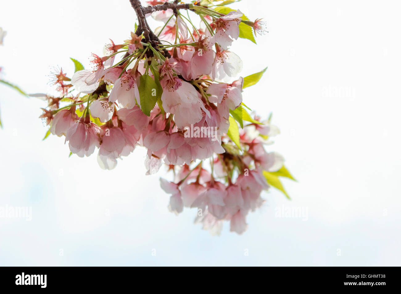 Cluster of cherry blossoms hi-res stock photography and images - Alamy