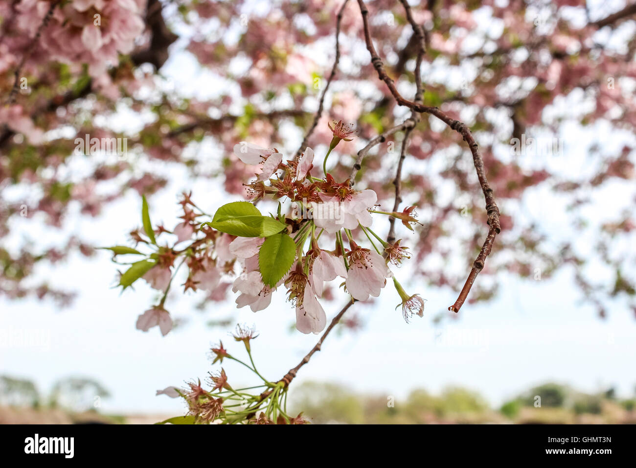 Cluster of cherry blossoms hi-res stock photography and images - Alamy