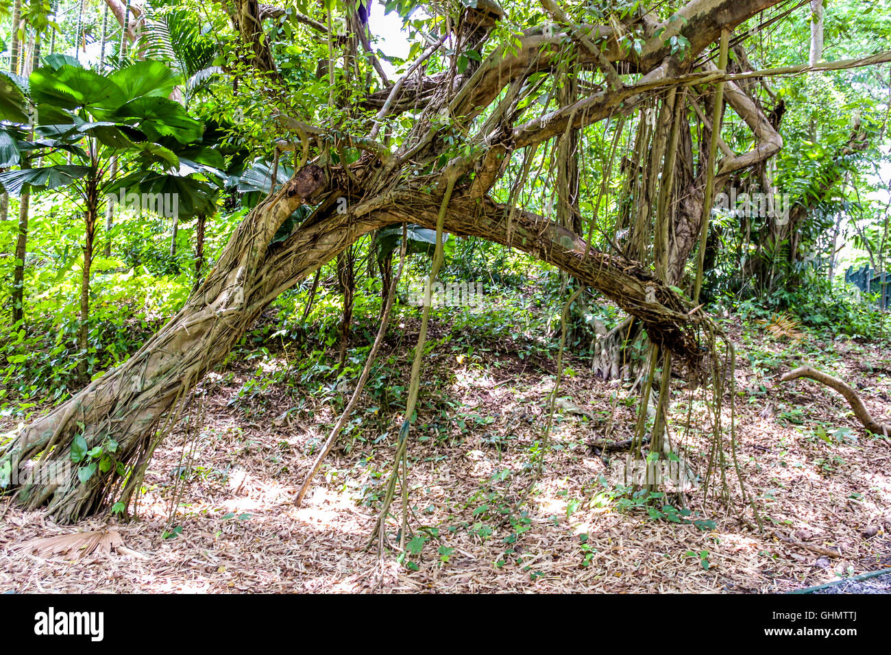 Intertwined trees under canopy Stock Photo