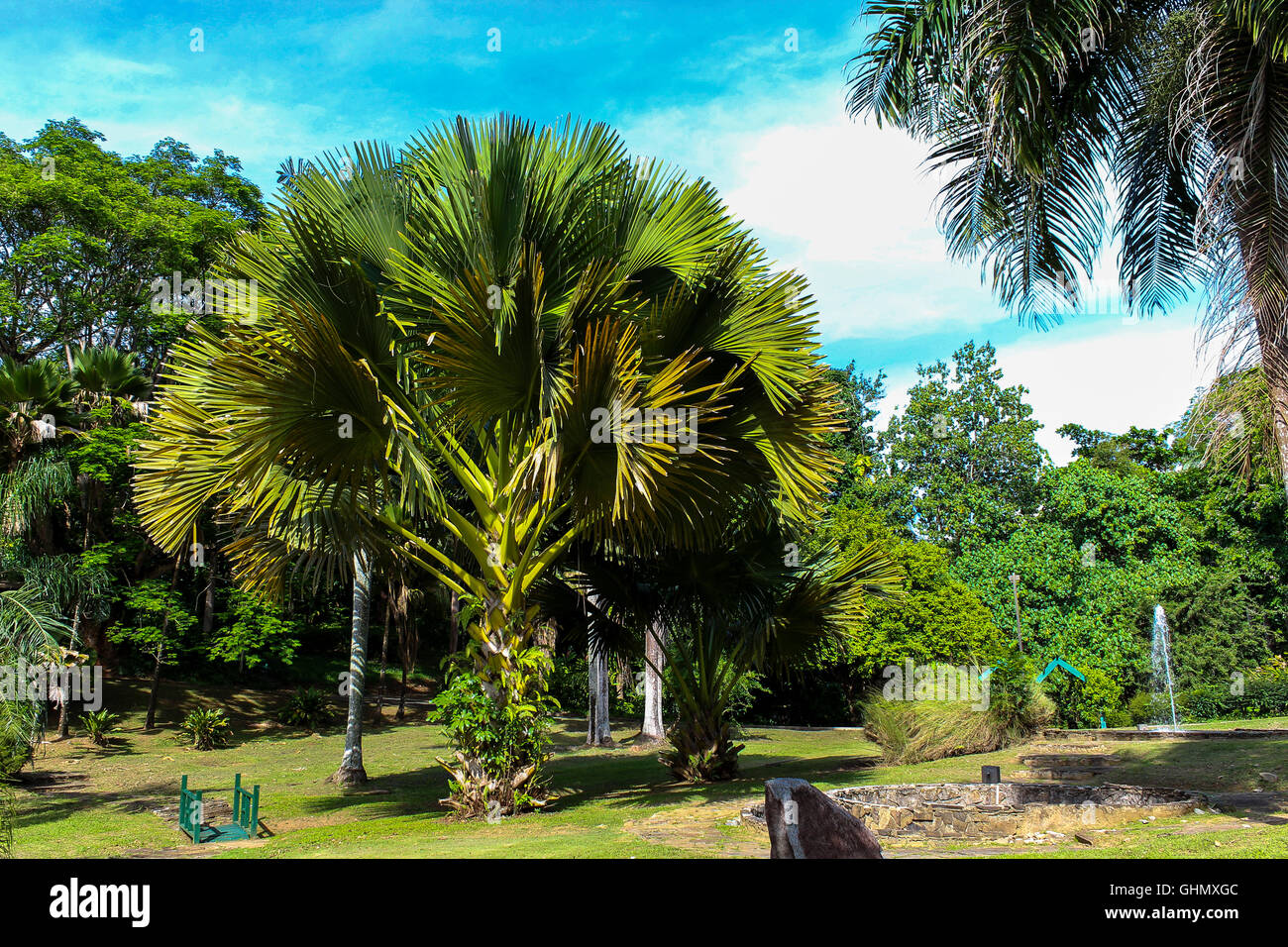 Borassus Flabellifer Palm tree under blue sky Stock Photo - Alamy