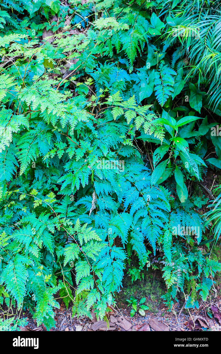 iridescent blue peacock fern in shade Stock Photo