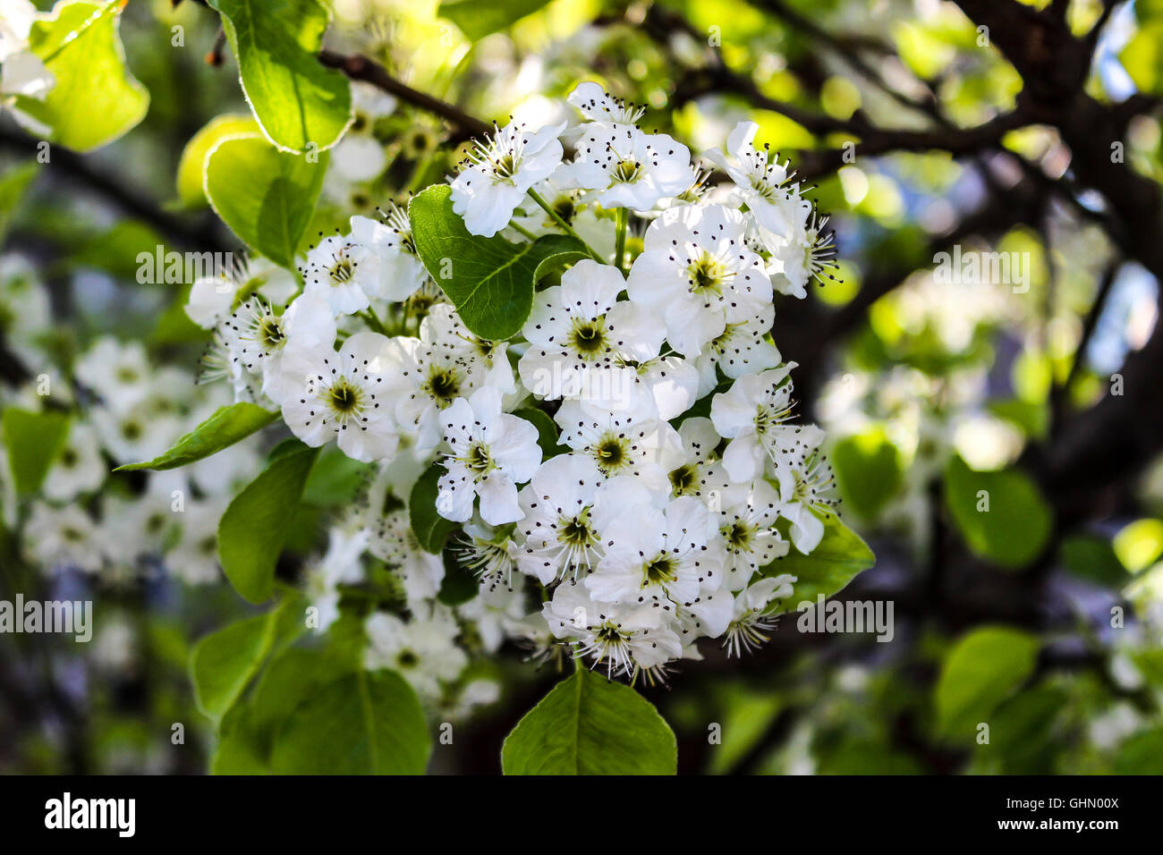 White flower of Fruitless Pear Tree cluster closeup Stock Photo