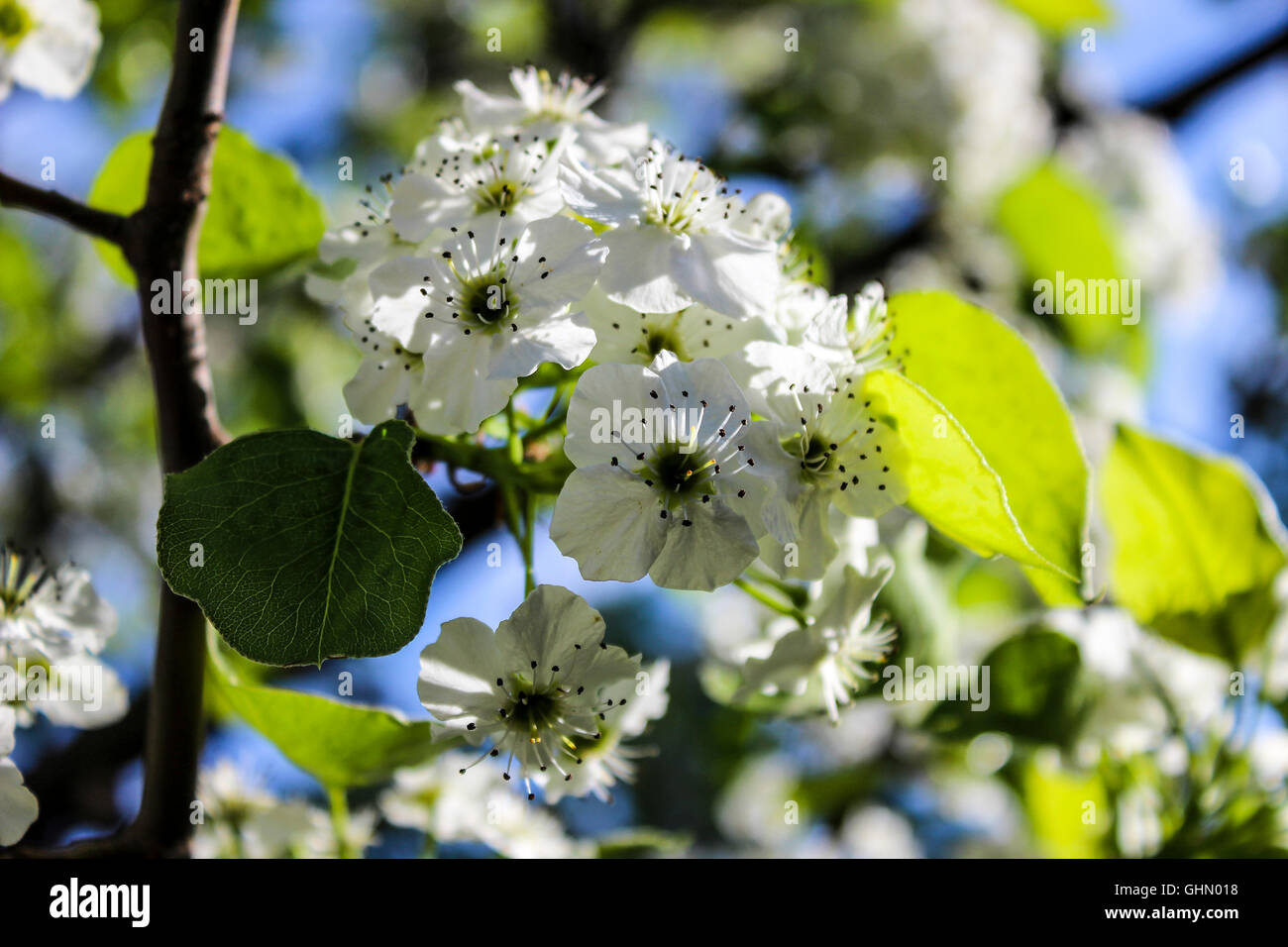 White flower of Fruitless Pear Tree cluster closeup Stock Photo