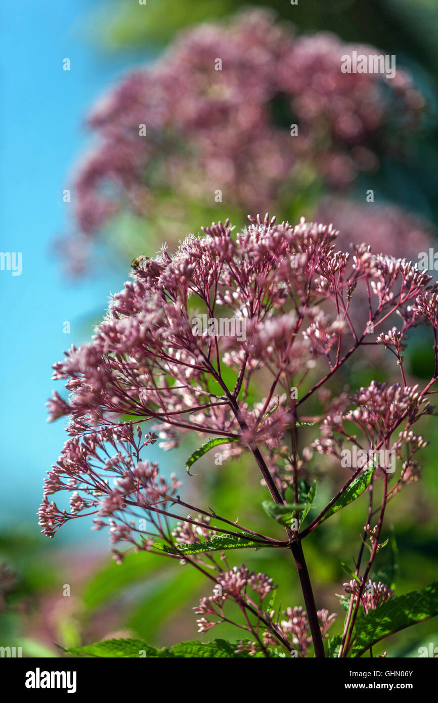 Joe pye weed, Eutrochium purpureum 'Little Red', purple flowers in a garden Stock Photo