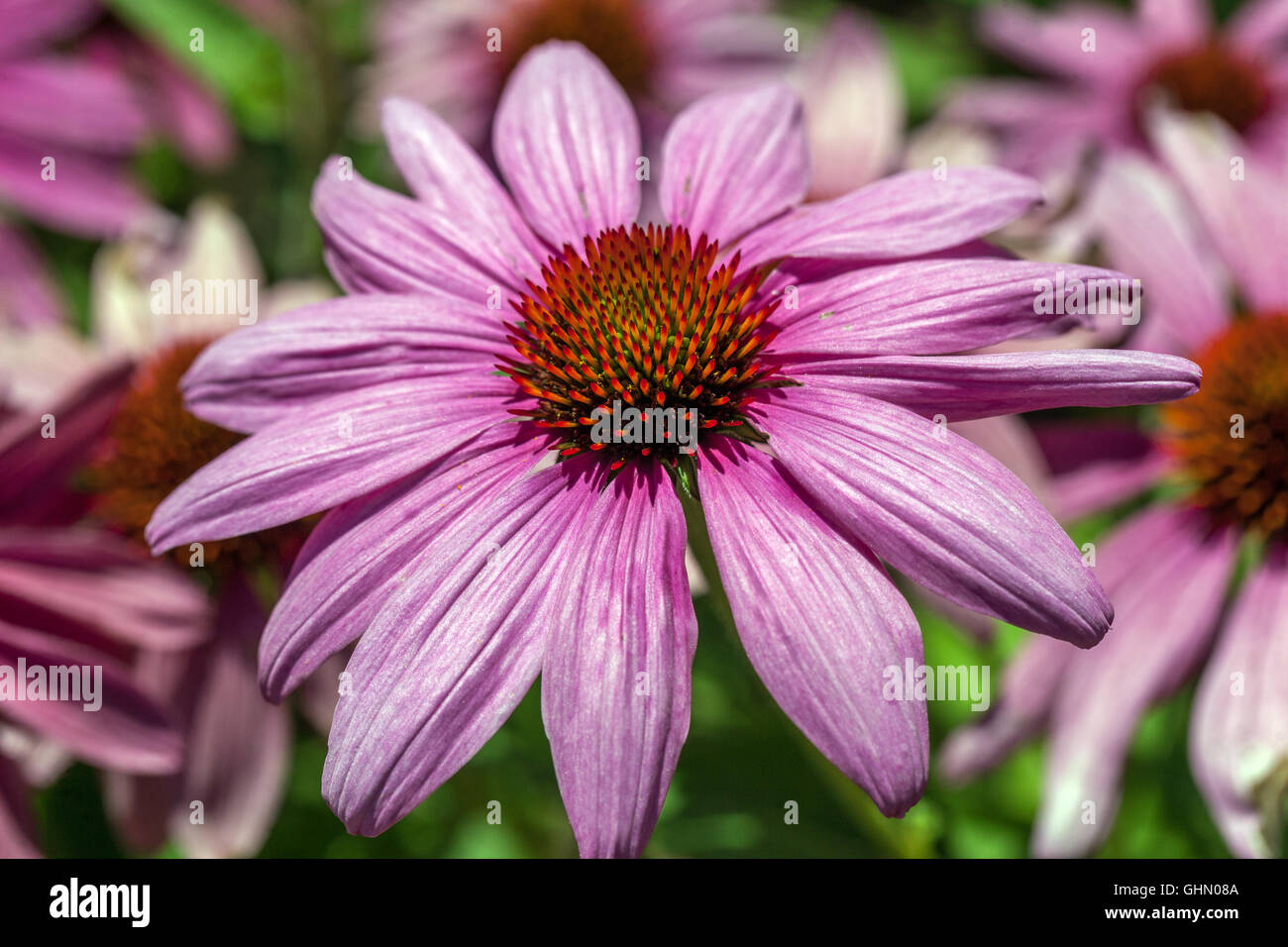 Echinacea Magnus flower Stock Photo