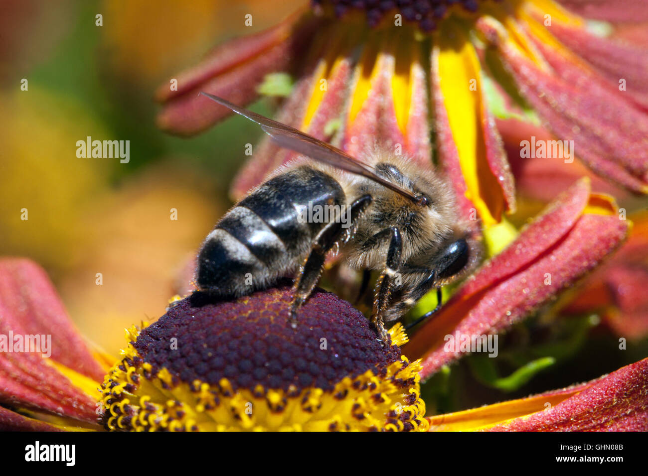 Honey Bee on flower bee close up Helenium 'Flammenrad', Cooper Orange Helens flower Sneezeweed collecting nectar feeding Stock Photo