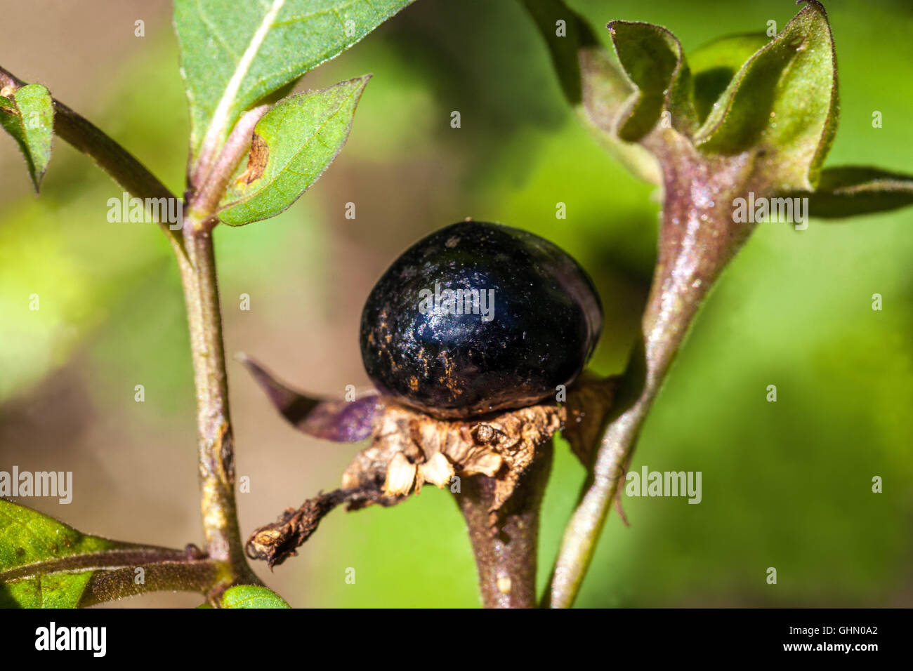 Deadly nightshade, Atropa belladonna poisonous and dangerous plant Stock Photo