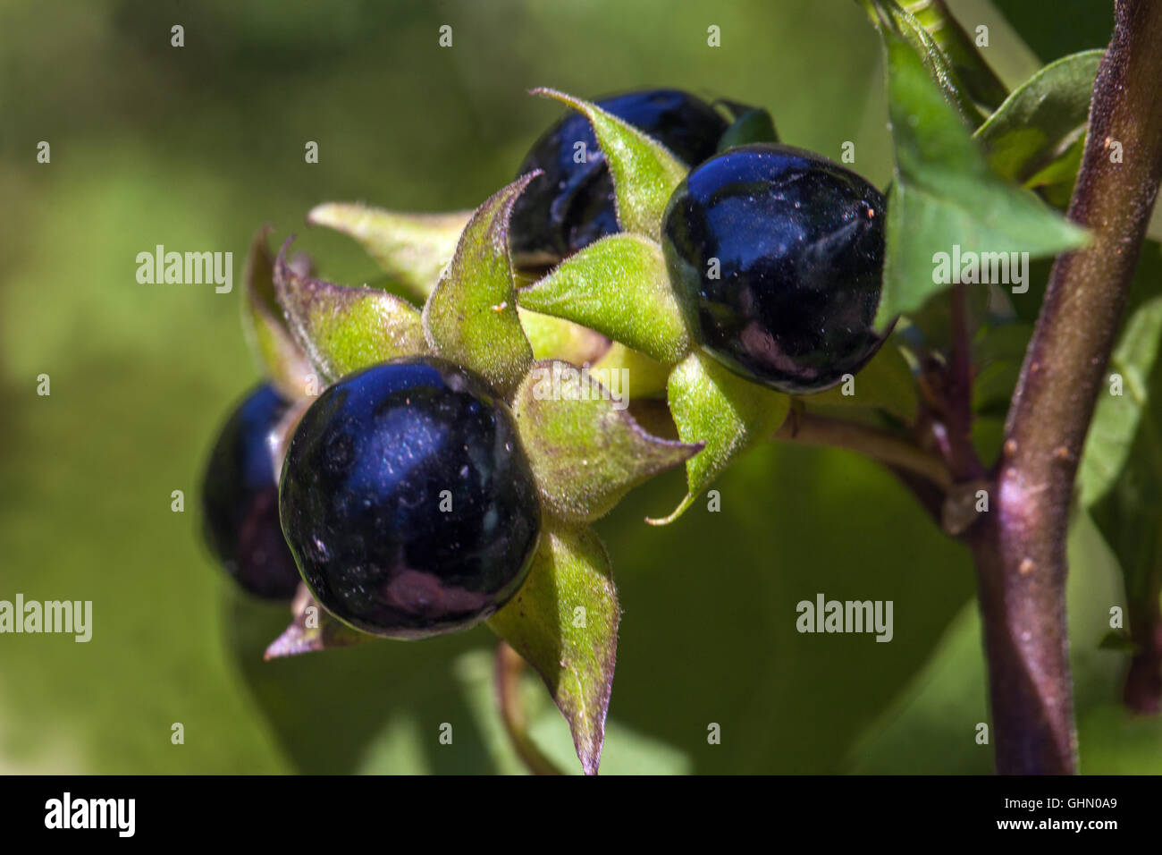 Deadly nightshade, Atropa belladonna poisonous and dangerous plant Stock Photo