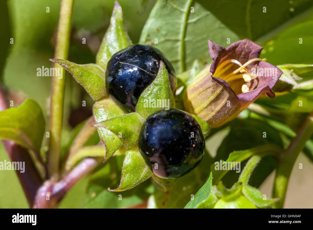 Deadly nightshade fruits Atropa belladonna flower, poisonous and dangerous plant Devil's Cherry Stock Photo