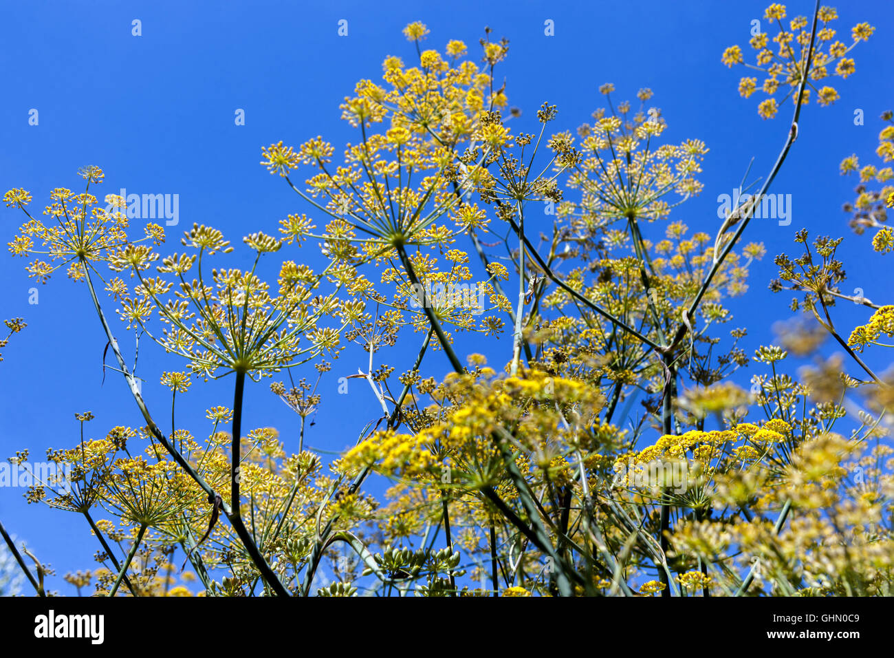 Foeniculum vulgare 'Purpureum'. Purple Fennel yellow flowers Stock Photo