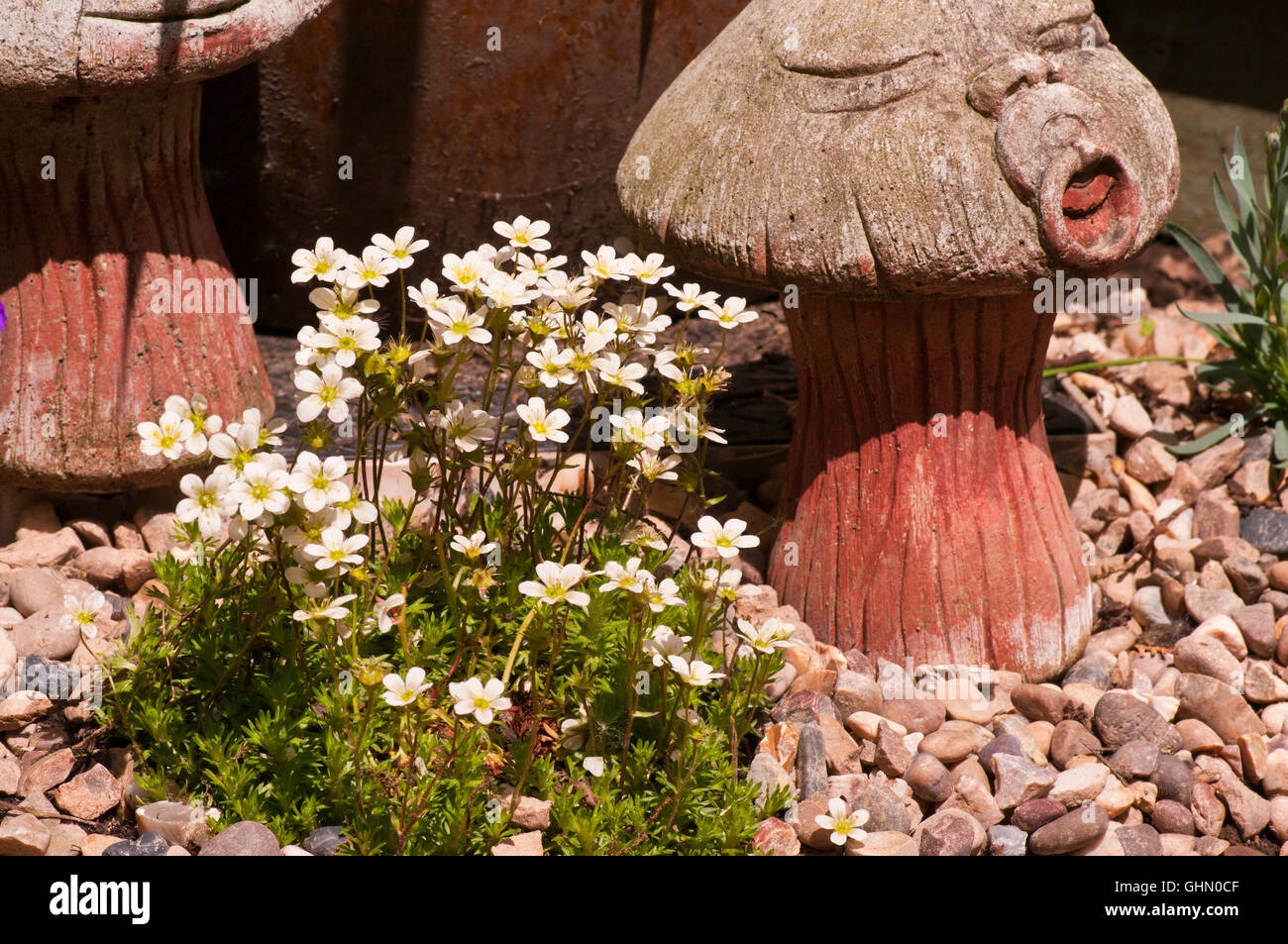 White Saxifraga known as Saxifrage  or Rockfoil Stock Photo