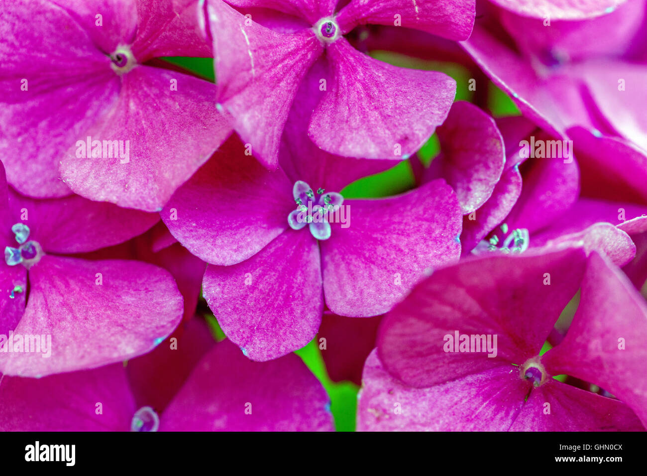 Close up purple hydrangea flowers hi-res stock photography and images ...