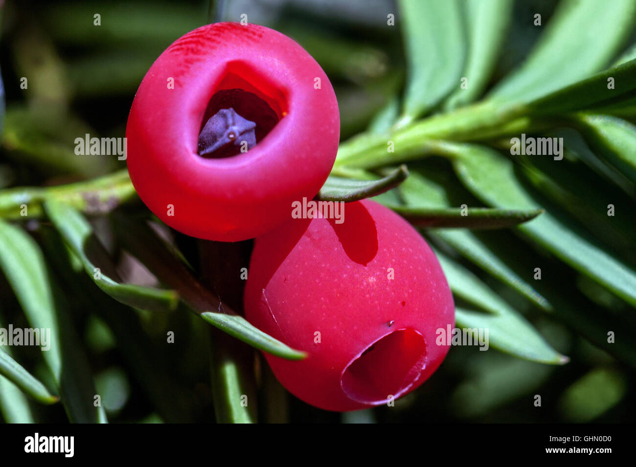 Taxus baccata, European yew, shoot with mature cones, yew berry Stock Photo