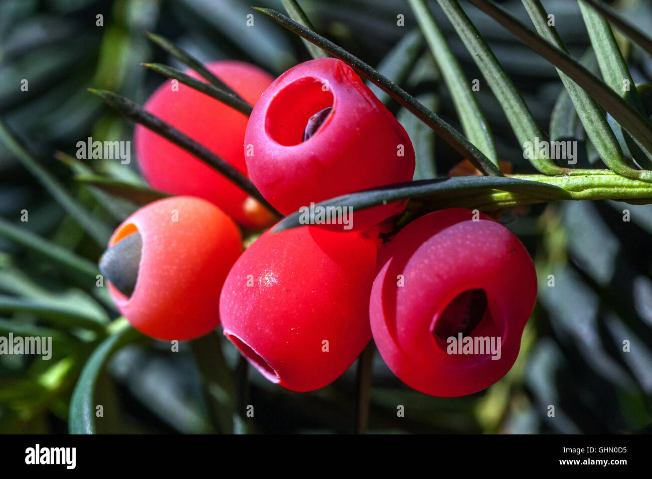 Taxus baccata, European yew, shoot with mature cones, Yew berries close up fruits, berry seeds closeup red berries Taxus baccata Stock Photo