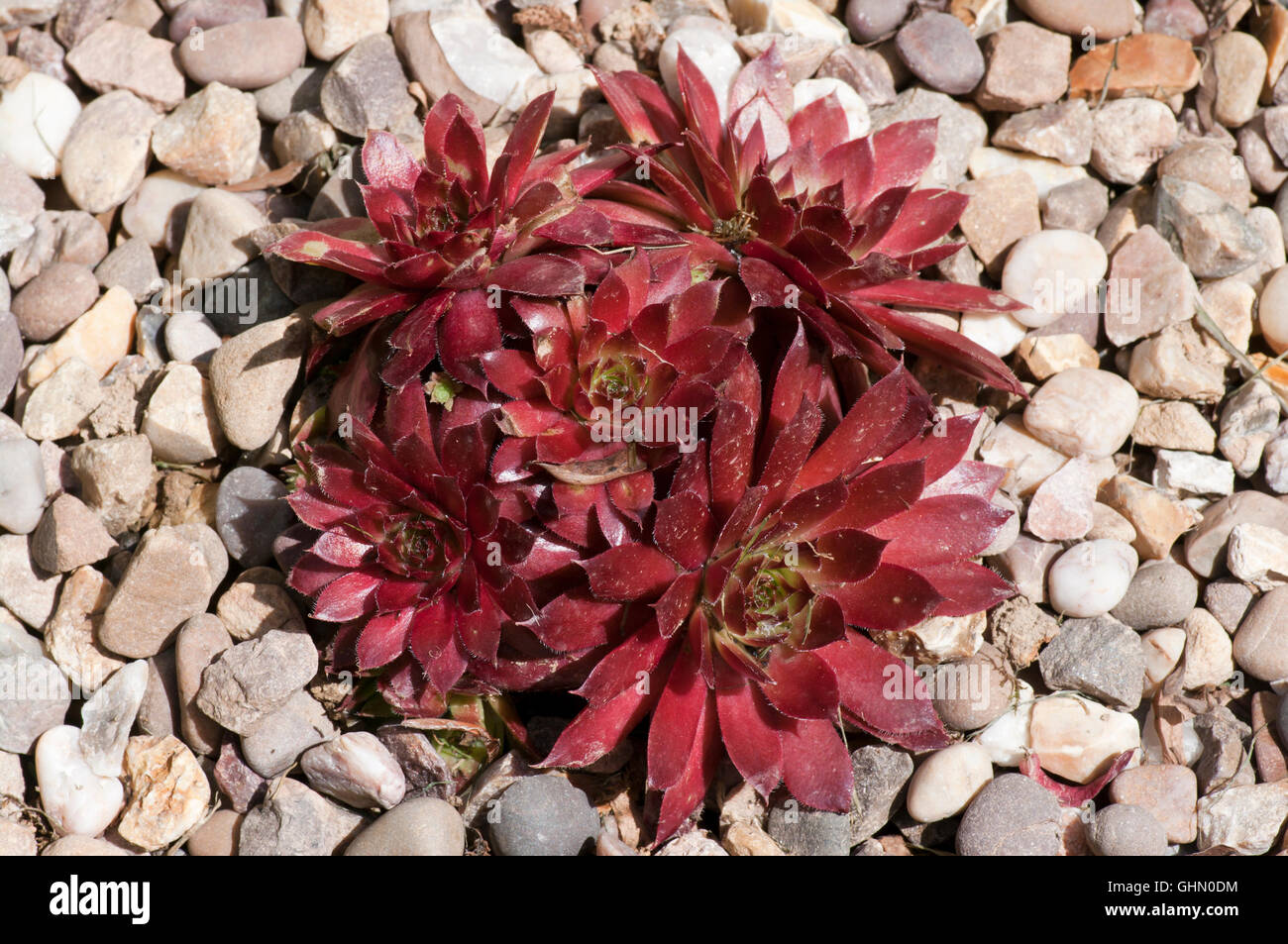 Alpine Plant Sempervivum Commonly Known as Houseleeek Stock Photo