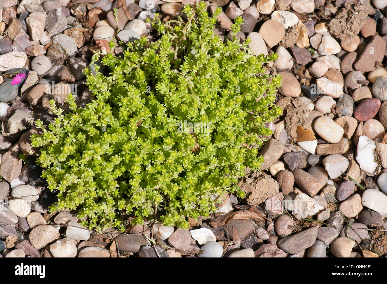 Sedum Acre Aurea also Known as goldmoss stonecrop mossy stonecrop goldmoss sedum biting stonecrop and wallpepper Stock Photo